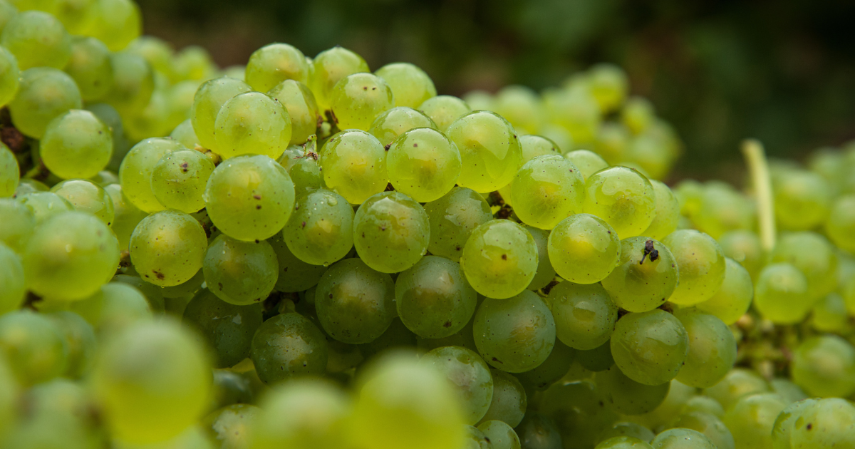 A beginner's guide to Australian white wine varietals