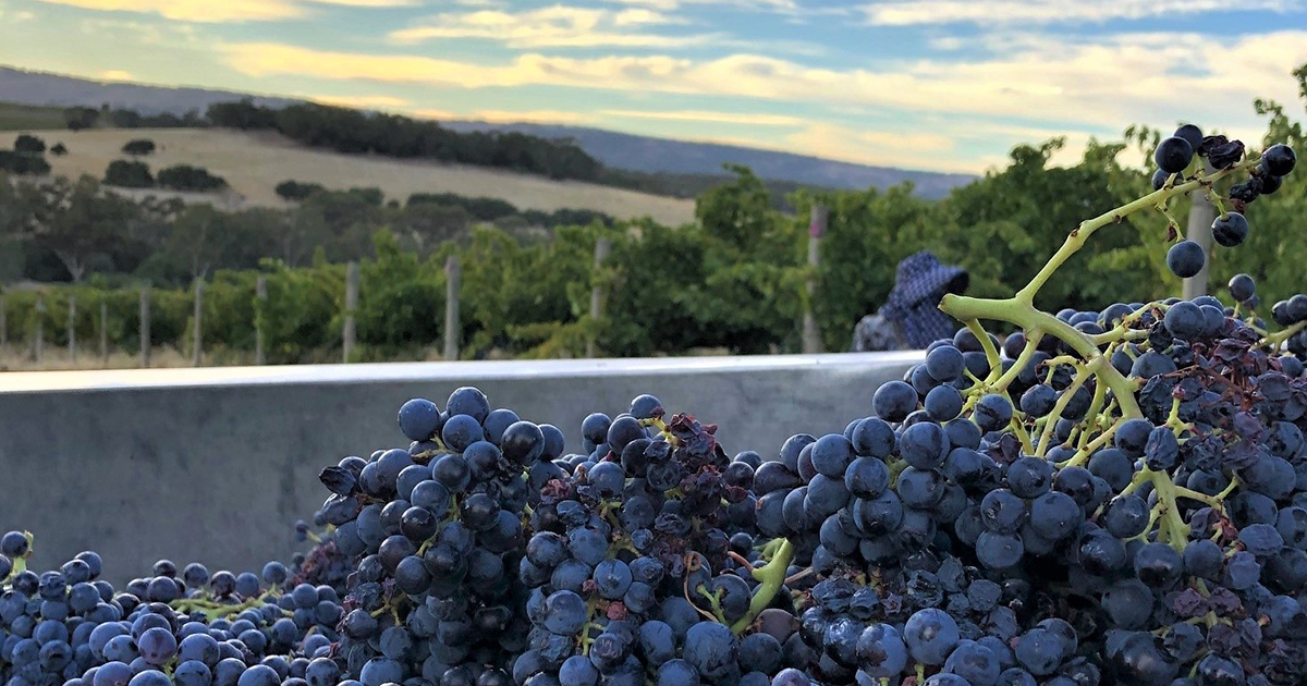 Highly rated McLaren Vale wines to try