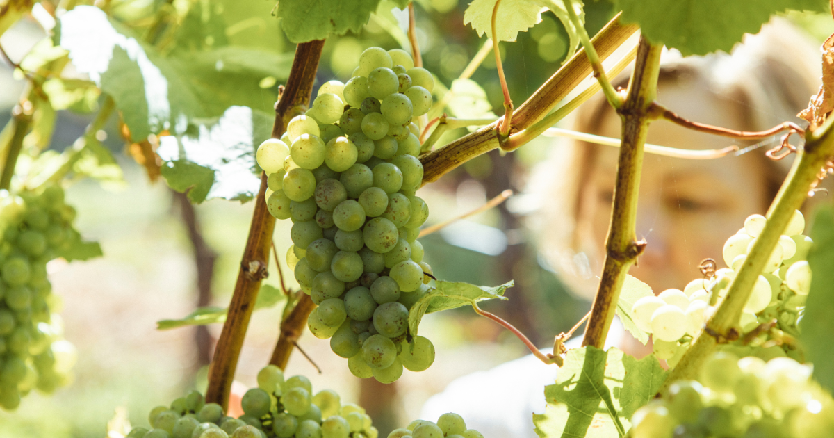 20 Tasmanian wines to try