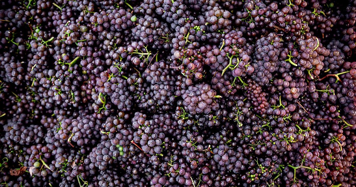 Tasmania's Delicate Wines Halliday Wine Companion