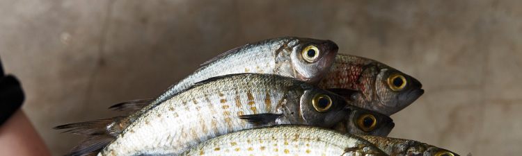 the whole fish cook book web banner