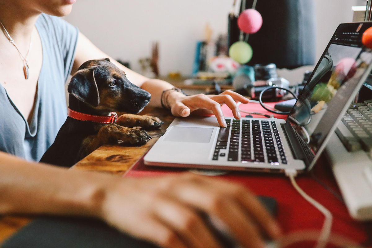 Working from home with a dog