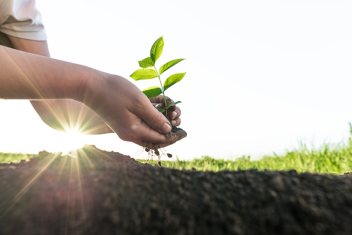 Planting a Tree