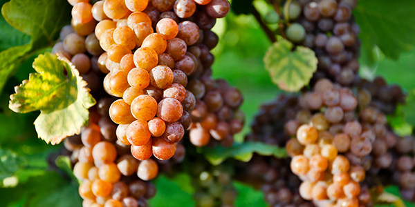 Autrlian pinot gris grigio