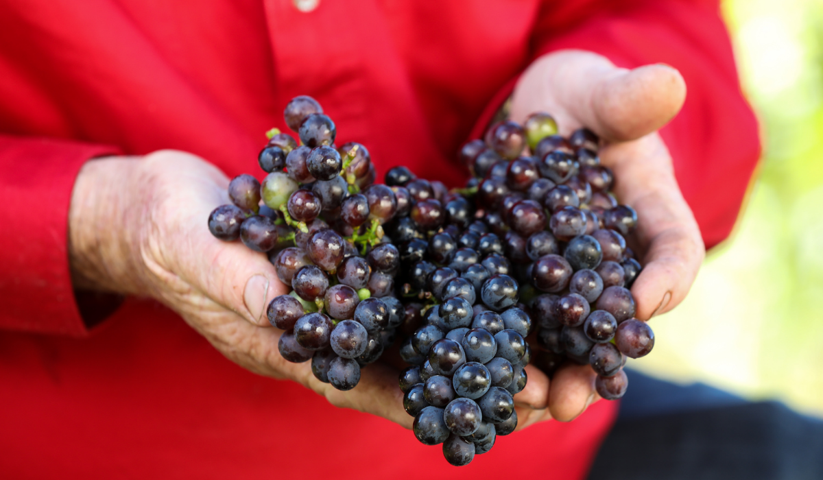 Grapes from Pressed Wines 