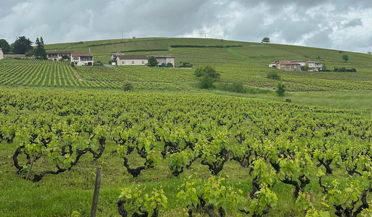 Morgon Cote de Puy Beaujolais