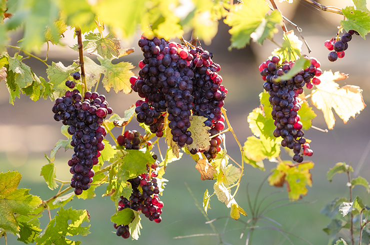 Red grapes hanging on the vine