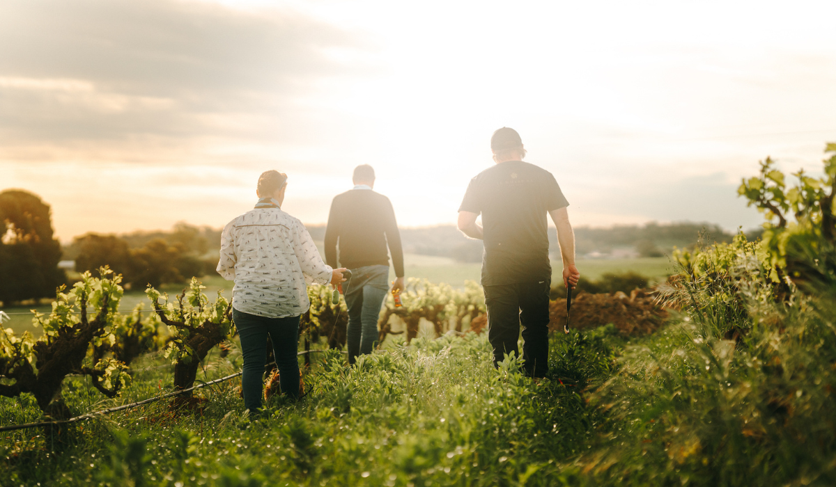 Three people walk through a vineyard at sunset