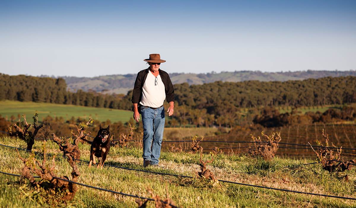 Dave Powell in the vineyard