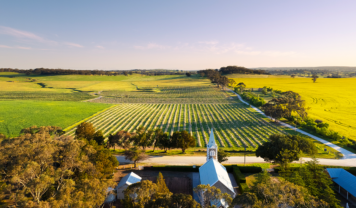 Henschke vineyard