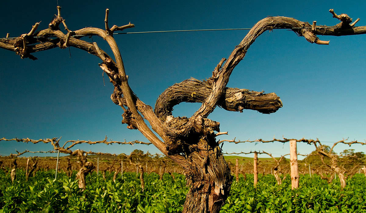 Moorooroo vineyard at Schild Estate