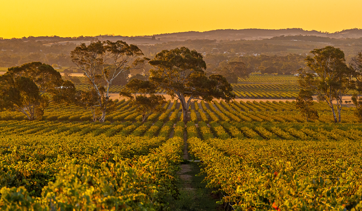 Yalumba vineyard