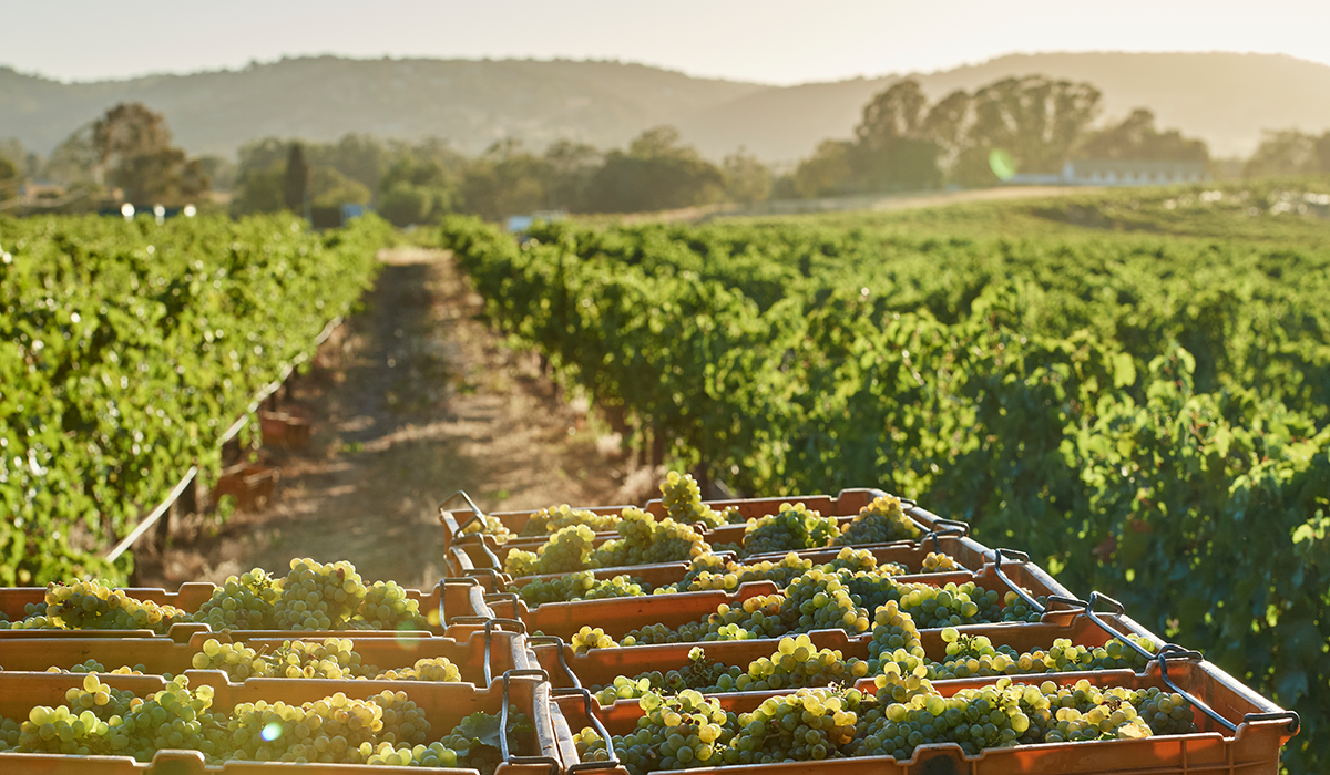 Chenin grapes in crates with vineyards in the background