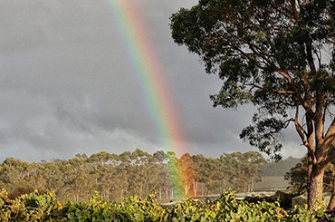 A rainbow over Xanadu’s Stevens Road vineyard 