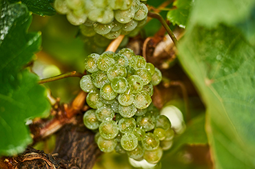 Riesling grapes