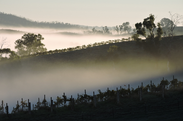 Adelaide Hills vineyards under fog