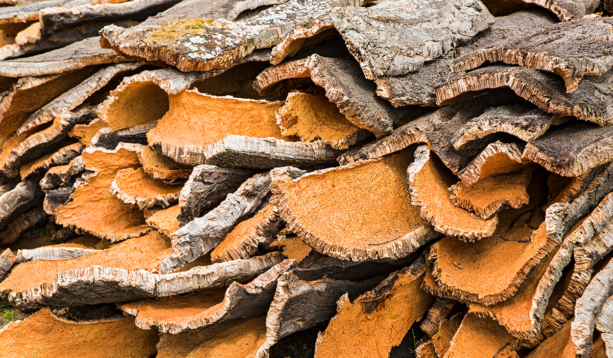 Cork tree bark