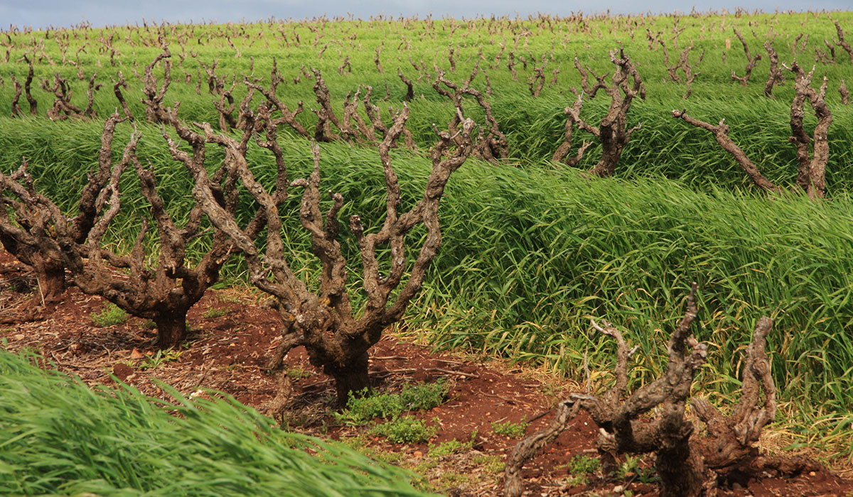 Old bush vines in the Barossa Valley