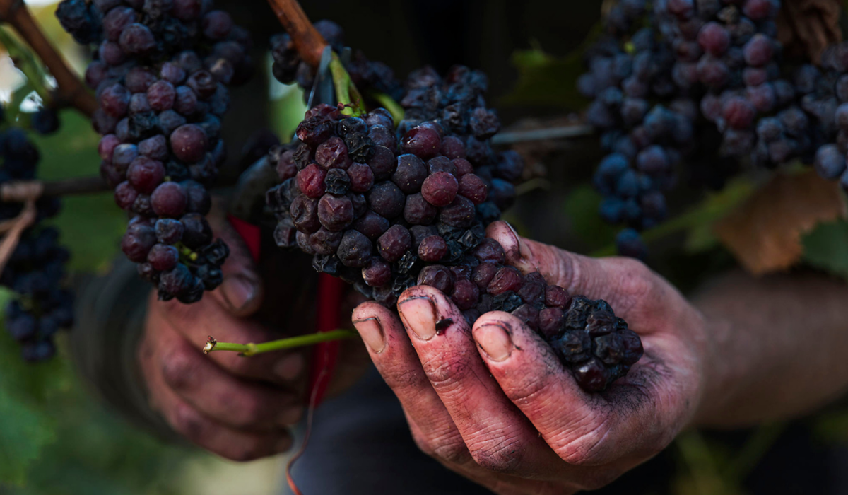 Red durif grapes