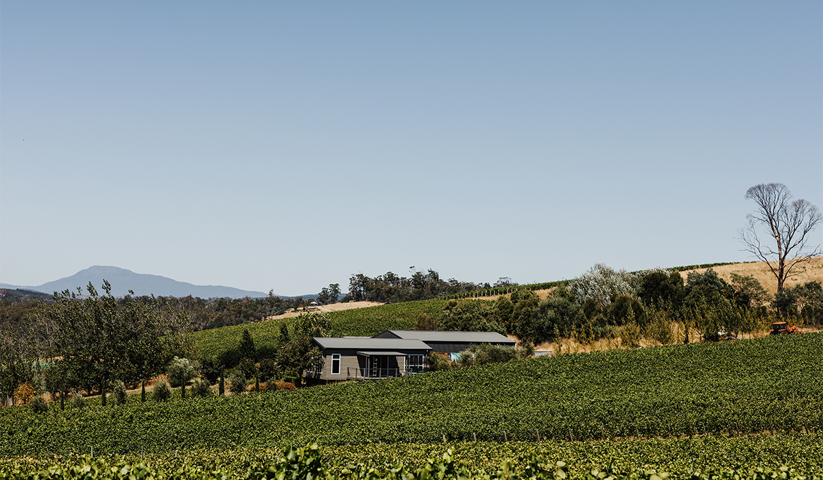 The vines at Sinapius, Tasmania 