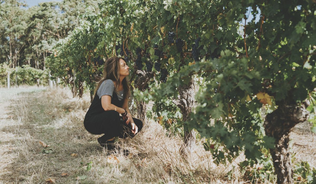 Virginia Willcock studies cabernet vines