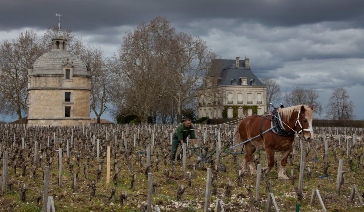 Vineyards at Chateaux Latour in Bordeaux in winter