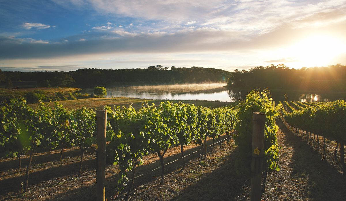 Devil's Lair vineyard