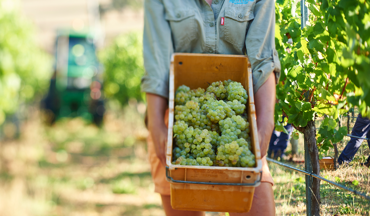 Cape Mentelle grapes