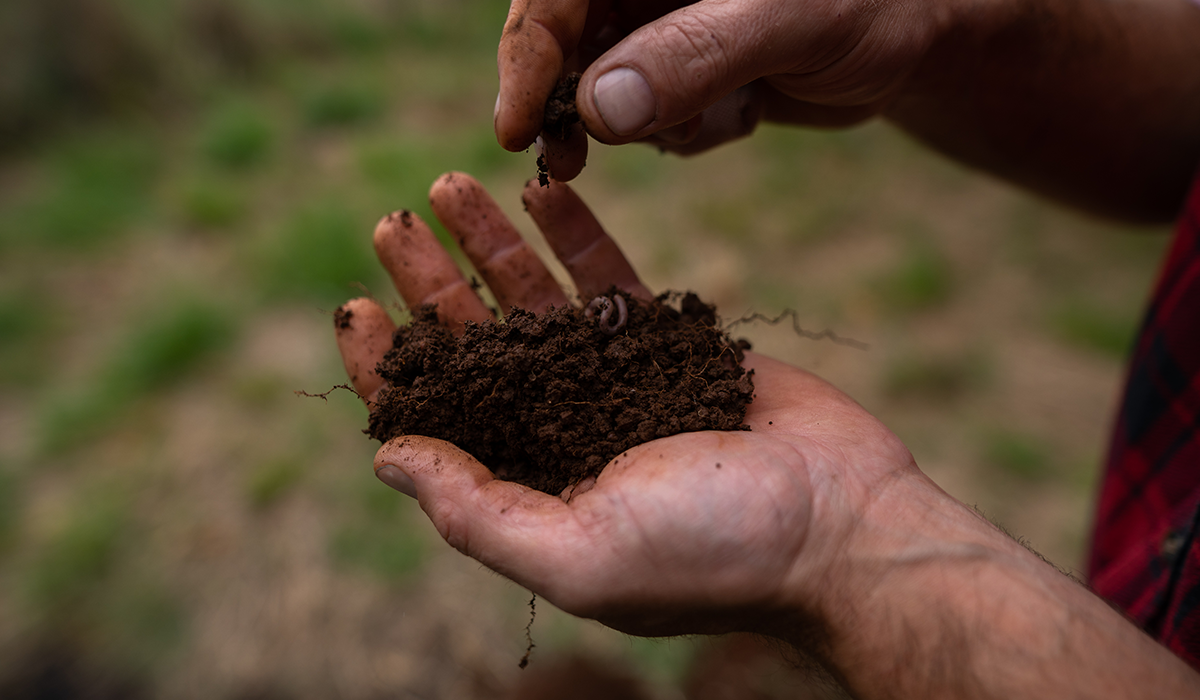 Soil in hands