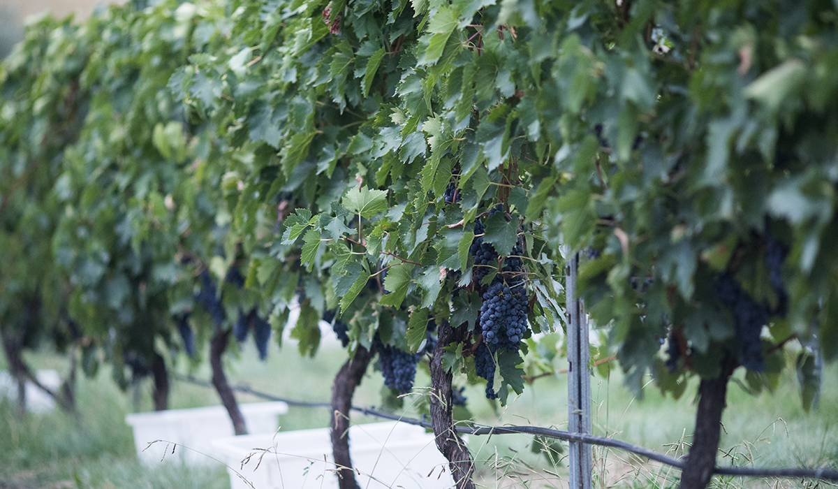 Red grapes on vines