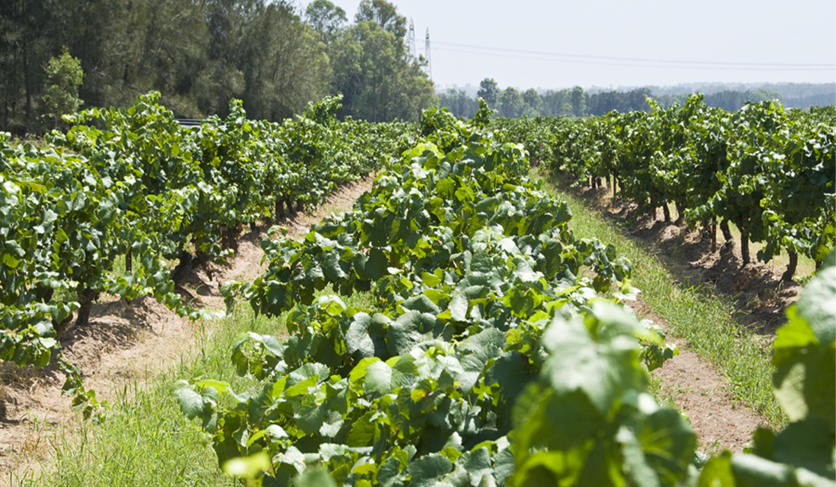 chardonnay