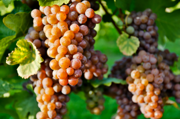 A bunch of pinot gris grapes
