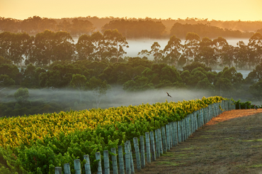 A bird touches down on grape vines in Margaret River