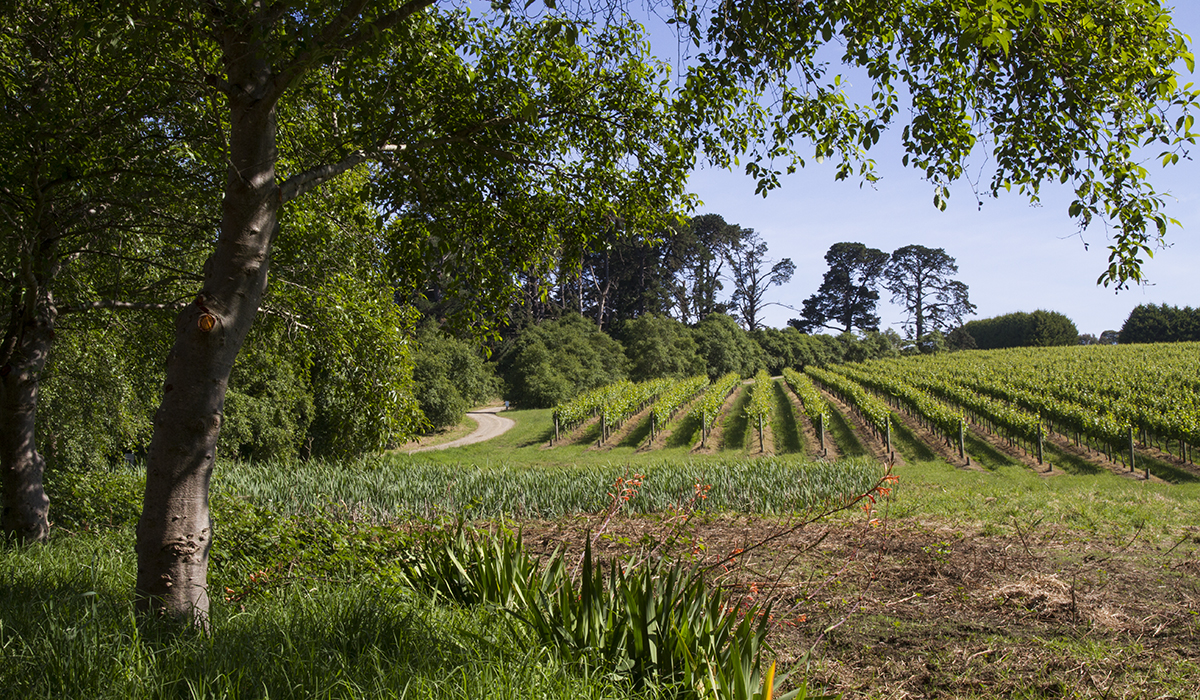 Garagiste vines in the Mornington Peninsula