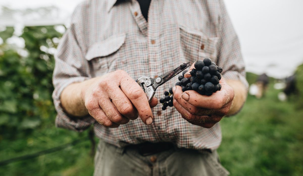 Bunch of pinot noir grapes