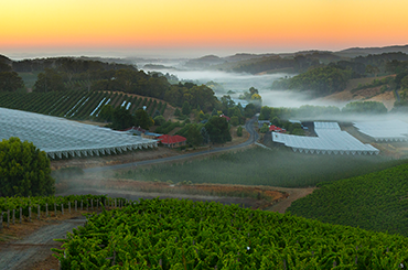 Henschke Lenswood Vineyard