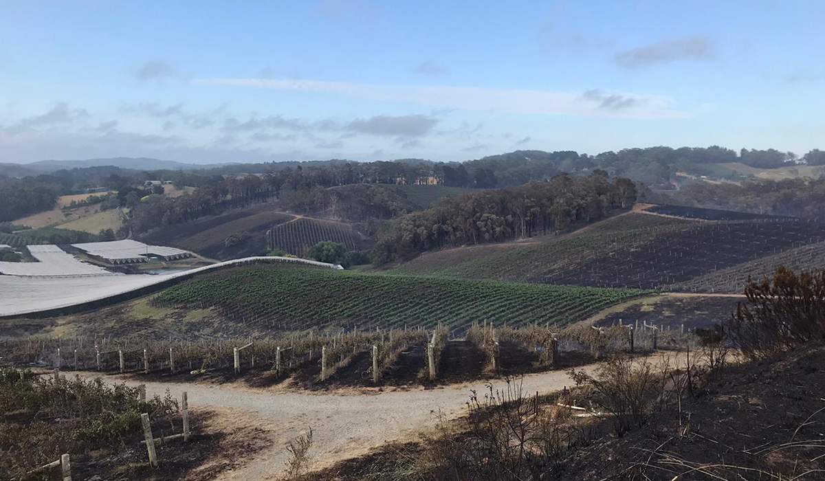 Henschke bushfire aftermath 