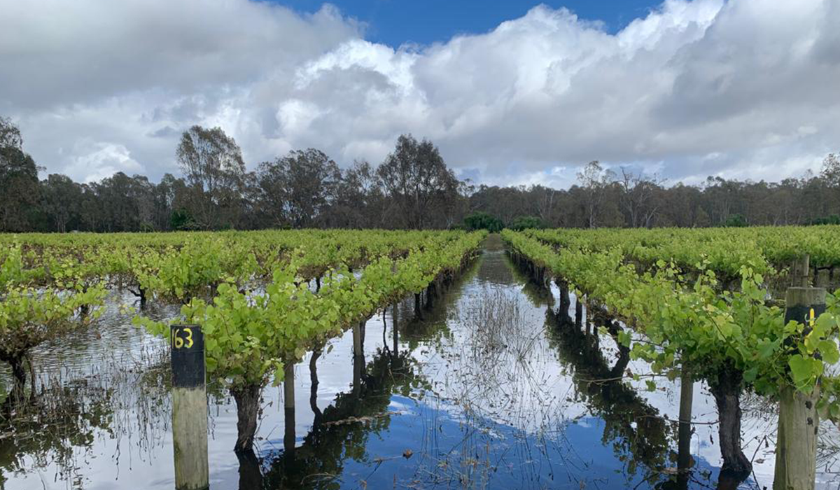 Pfeiffer Wines floods in Rutherglen