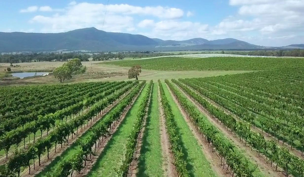 Mount Langi Ghiran vineyard