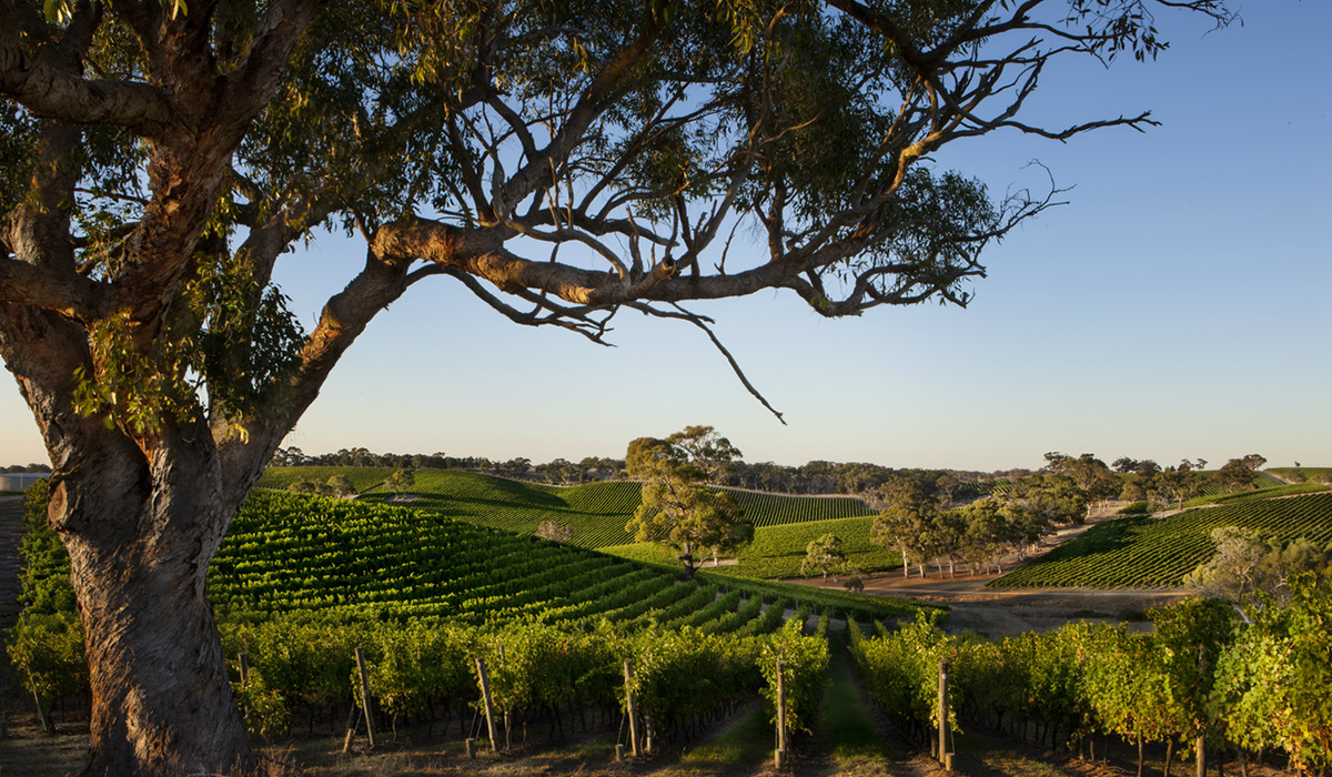 Longview vineyard