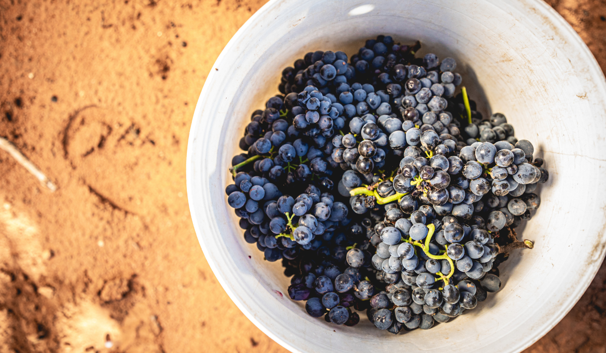 Grapes in a tub