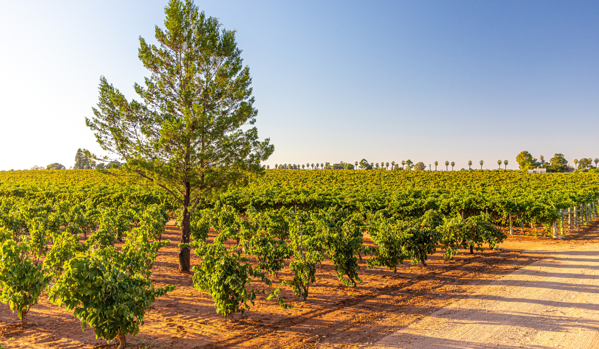 A bush vine vineyard