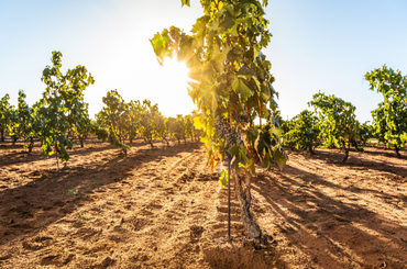 Close up of a bush vine