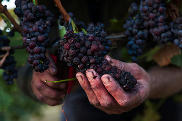 A man's hand holding a bunch of overripe grapes on the vine
