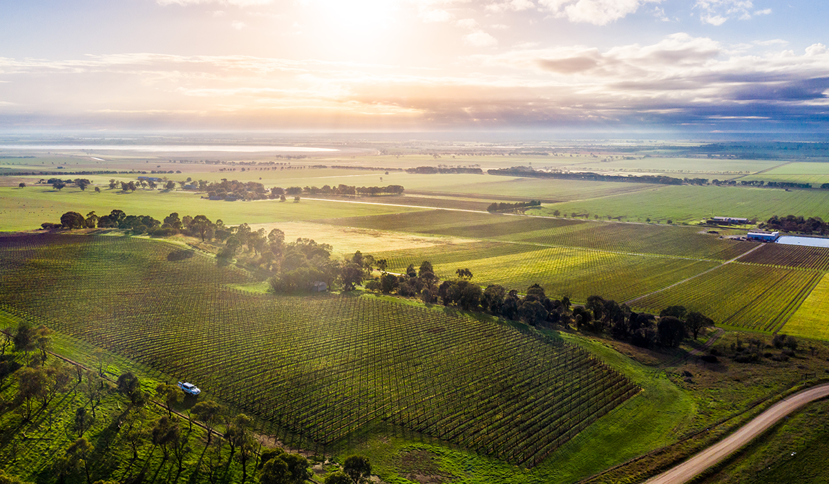 Chalmers vineyard