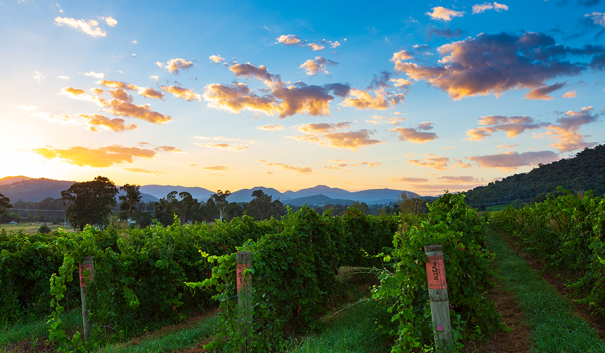 Pizzini vineyard