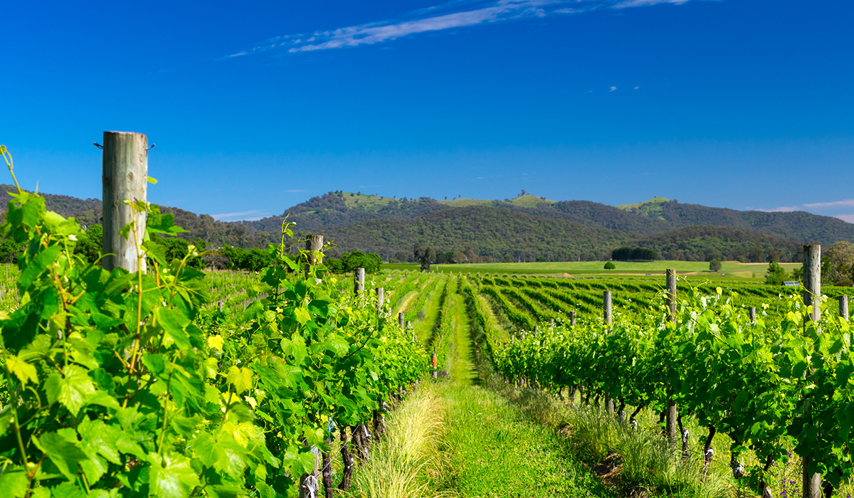 Vineyards at Pizzini in North East Victoria