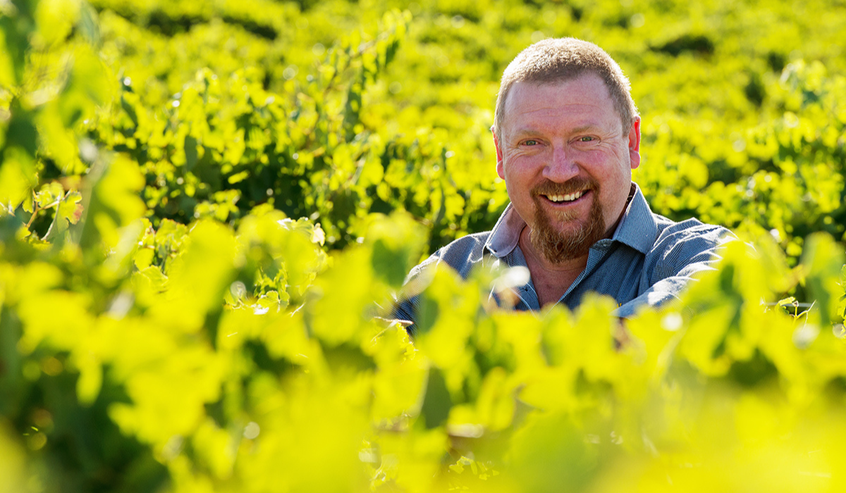 A man's head visible through grape vines