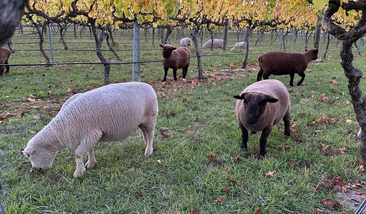 Babydoll sheep in a vineyard