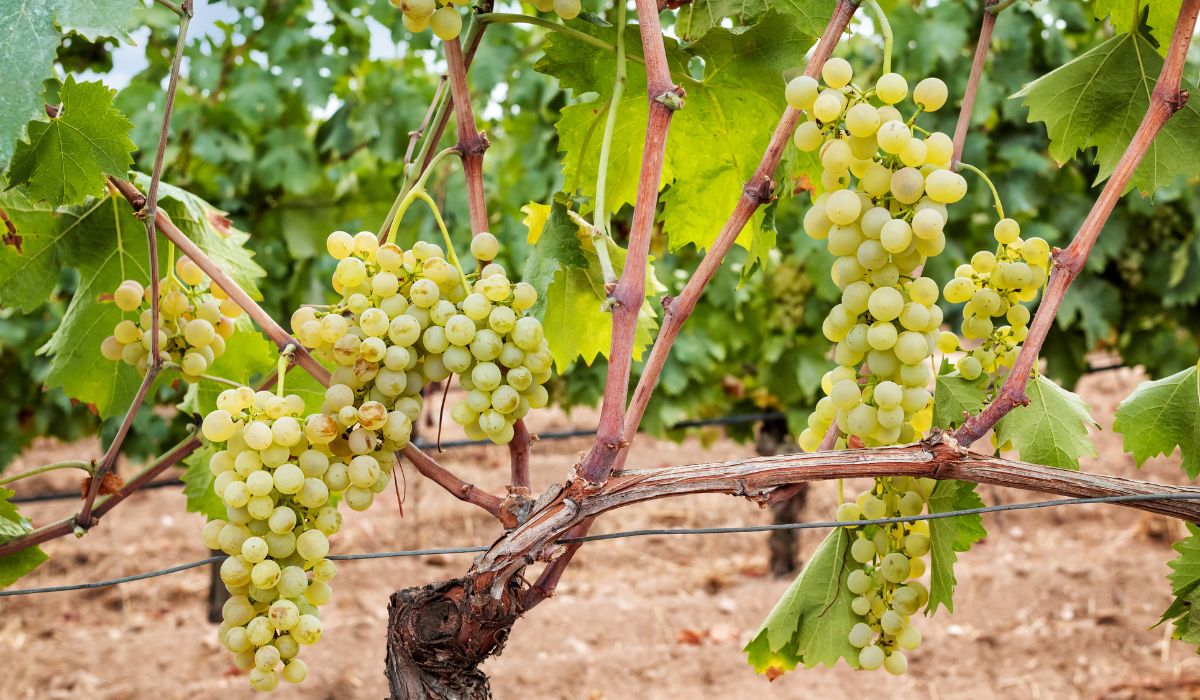 Vermentino grapes on the vine